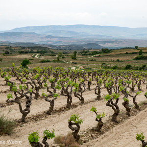 2015-05-04 - Voorjaar, dus de wijnranken moesten nog gaan groeien<br/>Bodegas Baigorri - Samaniego - Spanje<br/>Canon EOS 5D Mark III - 70 mm - f/8.0, 1/80 sec, ISO 200