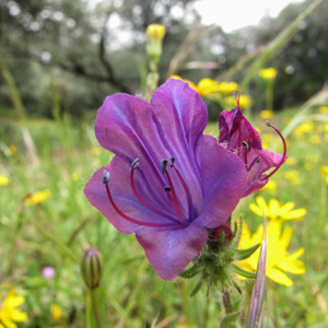2017-04-29 - Voorjaarsbloemen zorgen voor kleur<br/>Wandelroute naar Corteconcepció - Aracena - Spanje<br/>Canon PowerShot SX1 IS - 5 mm - f/5.0, 1/80 sec, ISO 80