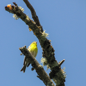 2017-04-29 - Een Europeesche kanarie?<br/>Wandelroute naar Corteconcepció - Aracena - Spanje<br/>Canon PowerShot SX1 IS - 100 mm - f/5.7, 1/500 sec, ISO 200