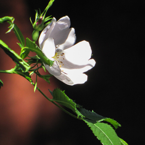 2017-04-29 - Contrast<br/>Wandelroute naar Corteconcepció - Aracena - Spanje<br/>Canon PowerShot SX1 IS - 86.7 mm - f/5.7, 1/400 sec, ISO 200