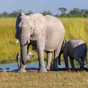 2024-05-02 - Olifant met kleintjes<br/>Moremi Game Reserve - Kwai (Okavango Delta) - Botswana<br/>Canon EOS R6m2 - 227 mm - f/7.1, 1/250 sec, ISO 160