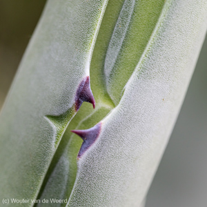 2017-04-30 - Cactus - het paste ooit precies<br/>Linares de la Sierra - Spanje<br/>Canon EOS 5D Mark III - 100 mm - f/8.0, 1/80 sec, ISO 800