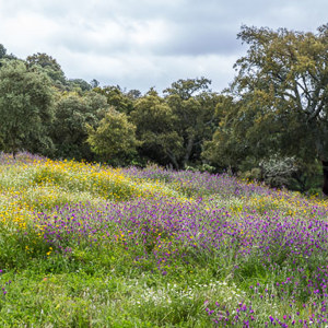 2017-04-30 - Bloemenveld tijdens de wandeling<br/>Almonaster la Real - Spanje<br/>Canon EOS 5D Mark III - 70 mm - f/8.0, 1/125 sec, ISO 400