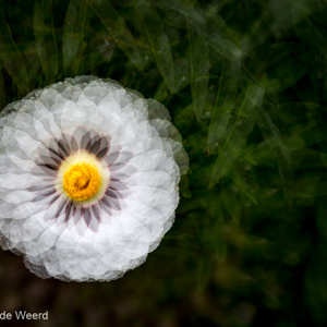 2017-04-30 - Meervoudig belichte bloem<br/>Almonaster la Real - Spanje<br/>Canon EOS 5D Mark III - 70 mm - f/5.6, 1/320 sec, ISO 400