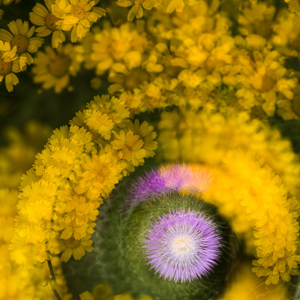 2017-04-30 - Turning flowers into art<br/>Almonaster la Real - Spanje<br/>Canon EOS 5D Mark III - 100 mm - f/4.0, 1/640 sec, ISO 200