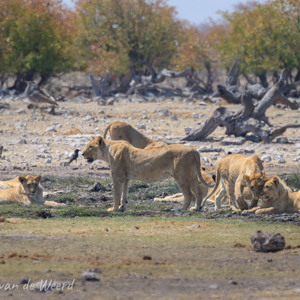 2007-08-19 - Tijd op op te staan - er komen olifanten aan!<br/>Etosha NP - Namibie<br/>Canon EOS 30D - 400 mm - f/6.3, 1/640 sec, ISO 200
