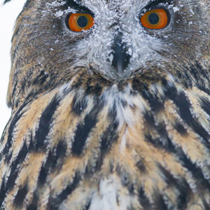 2011-02-10 - Strenge blik van een Oehoe (Bubo Bubo)<br/>Ranua Wildlife Park - Ranua - Finland<br/>Canon EOS 7D - 300 mm - f/2.8, 1/1250 sec, ISO 800