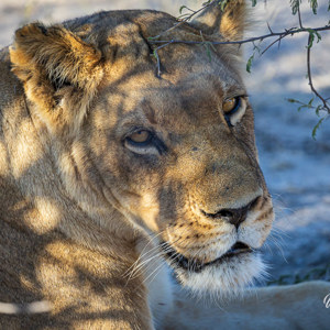 2024-05-05 - Moeder leeuwin was wat sloom<br/>Deception Valley Lodge - Central Kalahari Game Reserve - Botswana<br/>Canon EOS R6m2 - 400 mm - f/6.3, 1/500 sec, ISO 1000