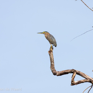 2009-08-08 - Reiger op de uitkijk<br/>Seenivasagam park - Ipoh - Maleisië<br/>Canon EOS 50D - 400 mm - f/6.3, 1/640 sec, ISO 100
