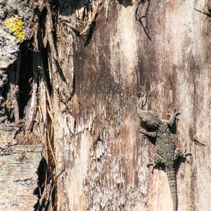 2017-05-03 - Gekko op een boom\<br/>El Acebuche - El Rocío - Spanje<br/>Canon PowerShot SX1 IS - 100 mm - f/5.7, 1/640 sec, ISO 200