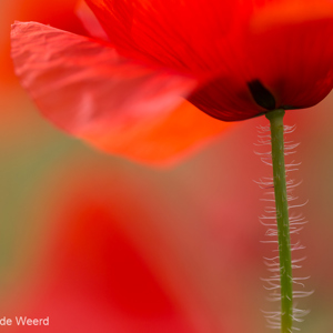 2017-05-04 - Harige klaproos<br/>Ruig bloemenveld - Villamanrique de la Condesa - Spanje<br/>Canon EOS 5D Mark III - 100 mm - f/3.2, 1/1000 sec, ISO 200