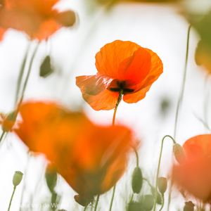 2017-05-04 - Klaprozen van onder<br/>Ruig bloemenveld - Villamanrique de la Condesa - Spanje<br/>Canon EOS 5D Mark III - 100 mm - f/3.2, 1/1600 sec, ISO 200