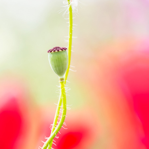 2017-05-04 - Verstrengeld<br/>Ruig bloemenveld - Villamanrique de la Condesa - Spanje<br/>Canon EOS 5D Mark III - 100 mm - f/3.5, 1/500 sec, ISO 200