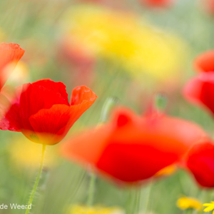 2017-05-04 - Zomerse klaprozen<br/>Ruig bloemenveld - Villamanrique de la Condesa - Spanje<br/>Canon EOS 5D Mark III - 100 mm - f/3.2, 1/1000 sec, ISO 200