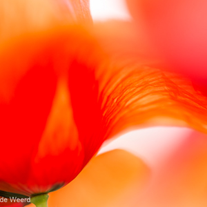 2017-05-04 - Klaproos - lijnen en vormen<br/>Ruig bloemenveld - Villamanrique de la Condesa - Spanje<br/>Canon EOS 5D Mark III - 100 mm - f/3.2, 1/320 sec, ISO 200