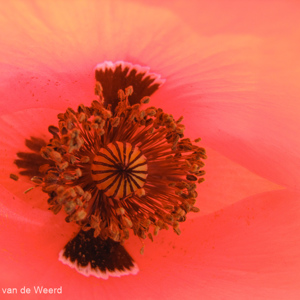 2017-05-04 - Hart van een klaproos<br/>Ruig bloemenveld - Villamanrique de la Condesa - Spanje<br/>Canon PowerShot SX1 IS - 5 mm - f/2.8, 1/60 sec, ISO 80
