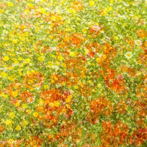 2017-05-04 - Voorjaars-bloemen-explosie<br/>Ruig bloemenveld - Villamanrique de la Condesa - Spanje<br/>Canon EOS 5D Mark III - 31 mm - f/5.0, 1/160 sec, ISO 200