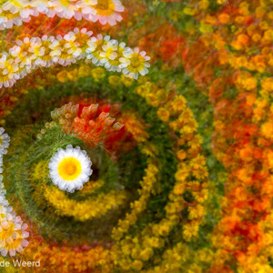 2017-05-04 - Turning flowers into art<br/>Ruig bloemenveld - Villamanrique de la Condesa - Spanje<br/>Canon EOS 5D Mark III - 42 mm - f/5.6, 1/320 sec, ISO 200