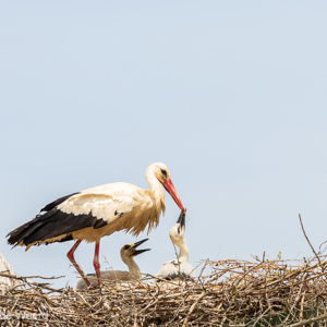 2017-05-04 - De jone ooievaars worden gevoerd<br/>Dehesa de Abajo - La Puebla del Río - Spanje<br/>Canon EOS 5D Mark III - 200 mm - f/8.0, 1/500 sec, ISO 200