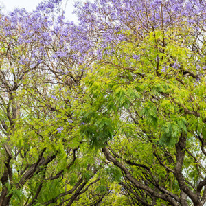 2017-05-05 - Bomenlaan met Jacarandas<br/>Gonzalez Byass Bodega - Jerez de la Frontera - Spanje<br/>Canon EOS 5D Mark III - 70 mm - f/8.0, 1/60 sec, ISO 200