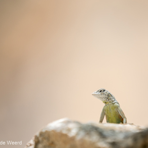 2014-07-08 - Kleurige hagedis lekker aan het zonnen<br/>Montezuma Castle National Monume - Camp Verde - Verenigde Staten<br/>Canon EOS 5D Mark III - 190 mm - f/4.0, 1/400 sec, ISO 200