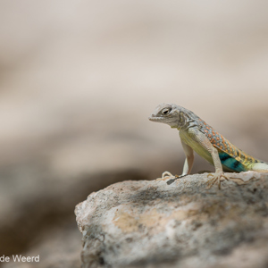 2014-07-08 - Prachtige kleuren<br/>Montezuma Castle National Monume - Camp Verde - Verenigde Staten<br/>Canon EOS 5D Mark III - 182 mm - f/4.5, 1/640 sec, ISO 200