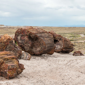 2014-07-08 - Versteende boom in stukken<br/>Petrified Forest National Park - Holbrook - Verenigde Staten<br/>Canon EOS 5D Mark III - 70 mm - f/8.0, 1/60 sec, ISO 200