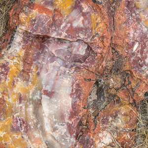 2014-07-08 - Bijzondere kleuren van een versteende boom<br/>Petrified Forest National Park - Holbrook - Verenigde Staten<br/>Canon EOS 5D Mark III - 70 mm - f/8.0, 1/60 sec, ISO 200