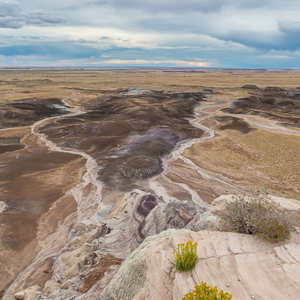2014-07-08 - Er bloeit zelfs nog iets op de rotsen<br/>Petrified Forest National Park - Holbrook - Verenigde Staten<br/>Canon EOS 5D Mark III - 24 mm - f/11.0, 0.02 sec, ISO 400
