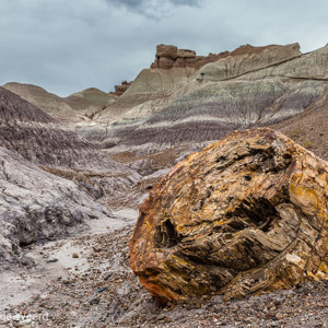 2014-07-08 - Versteende boomstronk<br/>Petrified Forest National Park - Holbrook - Verenigde Staten<br/>Canon EOS 5D Mark III - 31 mm - f/8.0, 1/30 sec, ISO 400
