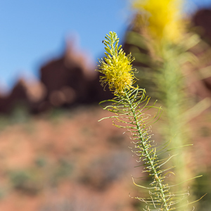 2014-07-11 - Beetje kleur tussen alle rode rotsen<br/>Arches National Park - Moab - Verenigde Staten<br/>Canon EOS 5D Mark III - 70 mm - f/3.2, 1/1250 sec, ISO 100