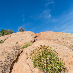 2014-07-13 - Struikjes<br/>Canyonlands National Park (Islan - Moab - Verenigde Staten<br/>Canon EOS 5D Mark III - 25 mm - f/11.0, 1/160 sec, ISO 100