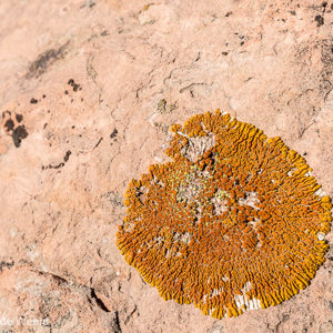 2014-07-13 - Korstmos op de rotsbodem<br/>Canyonlands National Park (Islan - Moab - Verenigde Staten<br/>Canon EOS 5D Mark III - 35 mm - f/11.0, 1/125 sec, ISO 100