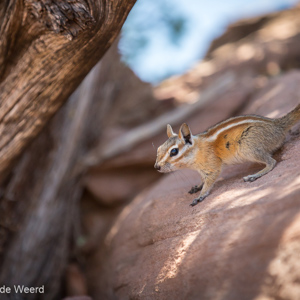 2014-07-13 - Gestreepte grondeekhoorn<br/>Dead Horse Point State Park - Moab - Verenigde Staten<br/>Canon EOS 5D Mark III - 280 mm - f/4.0, 1/2500 sec, ISO 1600