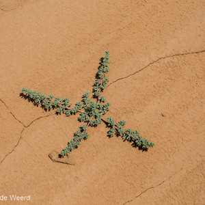 2014-07-14 - Doorzetter<br/>Goblin Valley State Park - Hanksville - Verenigde Staten<br/>Canon EOS 5D Mark III - 70 mm - f/11.0, 0.01 sec, ISO 100