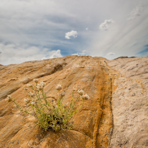 2014-07-14 - Bloemetje<br/>Net buiten Goblin Valley State P - Hanksville - Verenigde Staten<br/>Canon EOS 5D Mark III - 24 mm - f/11.0, 1/160 sec, ISO 200
