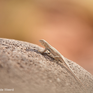 2014-07-15 - Klein hagedisje op een steen<br/>Capital Reef National Park - Torrey - Verenigde Staten<br/>Canon EOS 5D Mark III - 182 mm - f/4.0, 1/400 sec, ISO 200
