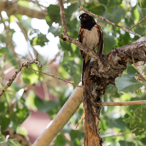 2014-07-15 - Tja, welke vogel is dit?<br/>Capital Reef National Park - Torrey - Verenigde Staten<br/>Canon EOS 5D Mark III - 200 mm - f/5.6, 1/125 sec, ISO 200