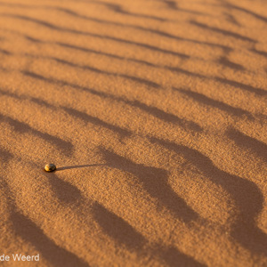 2014-07-16 - Steentje in het zand<br/>Coral Pink Sand Dunes State Park - Kanab - Verenigde Staten<br/>Canon EOS 5D Mark III - 105 mm - f/8.0, 0.01 sec, ISO 400