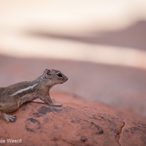 2014-07-20 - Gestreepte grondeekhoorn<br/>Valley of Fire State Park - Overton<br/>Canon EOS 5D Mark III - 200 mm - f/3.2, 1/1600 sec, ISO 800