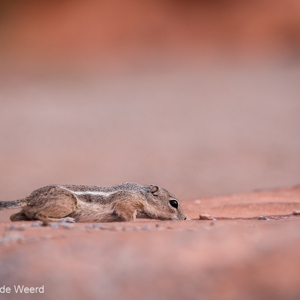 2014-07-20 - Lekker een slokje water<br/>Valley of Fire State Park - Overton<br/>Canon EOS 5D Mark III - 165 mm - f/3.2, 1/2500 sec, ISO 800