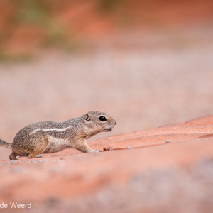 2014-07-20 - Gestreepte grondeekhoorn<br/>Valley of Fire State Park - Overton<br/>Canon EOS 5D Mark III - 200 mm - f/5.6, 1/250 sec, ISO 400