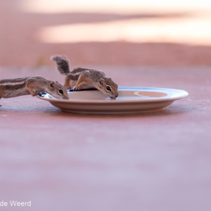 2014-07-21 - Even wat bijdrinken uit ons bord<br/>Valley of Fire State Park - Overton - Verenigde Staten<br/>Canon EOS 5D Mark III - 200 mm - f/3.5, 1/250 sec, ISO 400