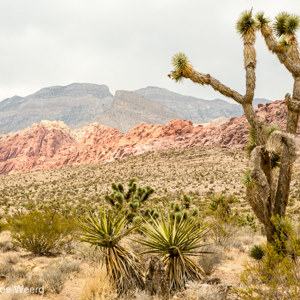 2014-07-25 - Het laatste ongerepte landschap van onze vakantie in 2014<br/>Red Rock Canyon - Verenigde Staten<br/>Canon EOS 5D Mark III - 70 mm - f/11.0, 1/60 sec, ISO 200