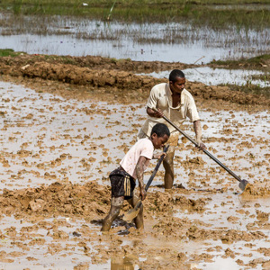 2013-07-24 - Het land bewerken voor de rijs-teelt<br/>Onderweg - Antananarivo - Madagaskar<br/>Canon EOS 7D - 105 mm - f/8.0, 1/500 sec, ISO 200