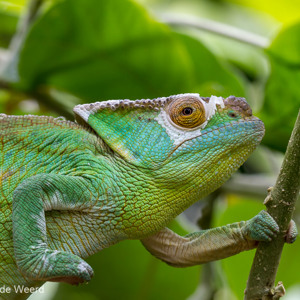 2013-07-24 - Parsons kameleon (Calumma parsonii)<br/>Madagascar Exotic - Marozevo - Madagaskar<br/>Canon EOS 7D - 100 mm - f/8.0, 0.01 sec, ISO 400