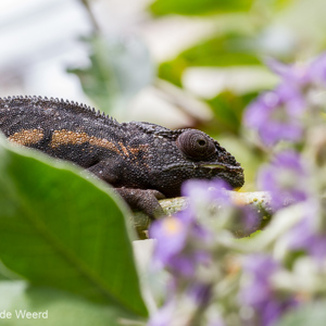 2013-07-24 - Kameleon tussen de bloemetjes<br/>Madagascar Exotic - Marozevo - Madagaskar<br/>Canon EOS 7D - 100 mm - f/8.0, 1/200 sec, ISO 400