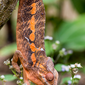 2013-07-24 - Prachtige oranje kleuren<br/>Madagascar Exotic - Marozevo - Madagaskar<br/>Canon EOS 7D - 100 mm - f/5.0, 1/200 sec, ISO 400