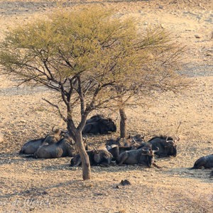 2007-08-04 - Gnoes van veraf<br/>Daan Viljoen NP - Windhoek - Namibie<br/>Canon EOS 30D - 340 mm - f/8.0, 1/200 sec, ISO 200