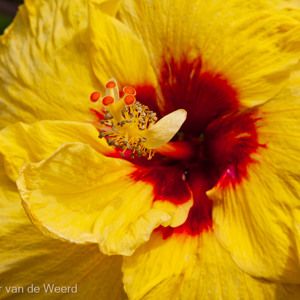 2009-08-28 - Geen orchidee, maar wel kleurig<br/>Orchideentuin - Kuala Lumpur - Maleisië<br/>Canon EOS 50D - 105 mm - f/16.0, 0.01 sec, ISO 200